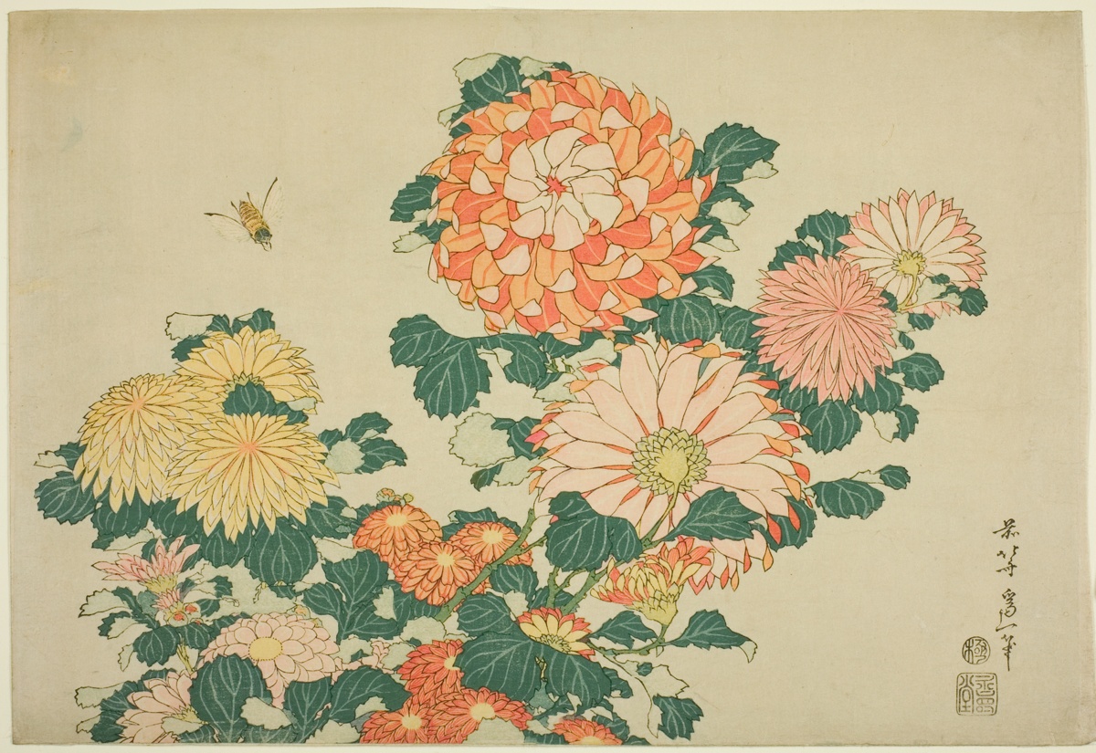 Chrysanthemum and Horsefly